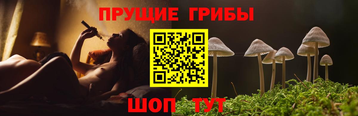 Псилоцибиновые грибы Psilocybe  Каменка 